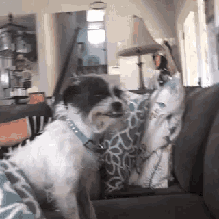 a black and white dog is sitting on a couch looking at something