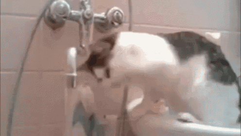 Royal Cat GIF - Cat Drinking Water GIFs
