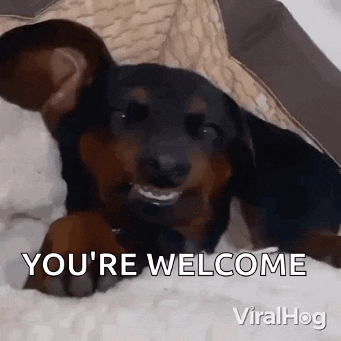 a dachshund puppy is laying on a bed and smiling with the words `` you 're welcome '' .