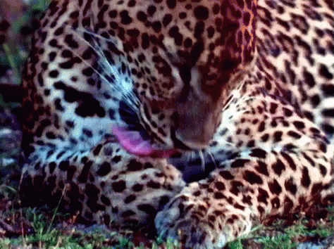 Leopard Lick GIF - Leopard Lick Otherkin GIFs