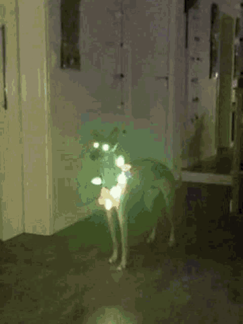 a dog is standing in a room with christmas lights on it 's body .