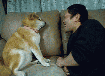 Stop GIF - Dogs Puppy Dog GIFs