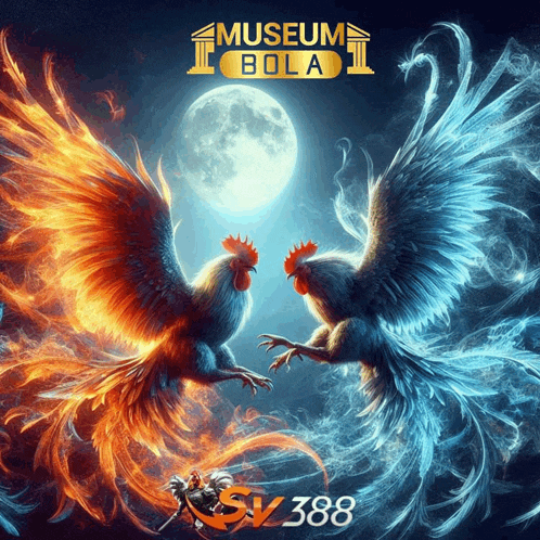 a poster for museum bola with two roosters fighting
