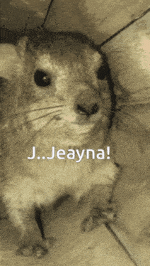 a picture of a chinchilla with the words j. jeayna written on it