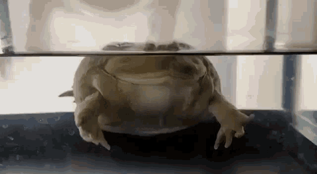 Frog Water GIF