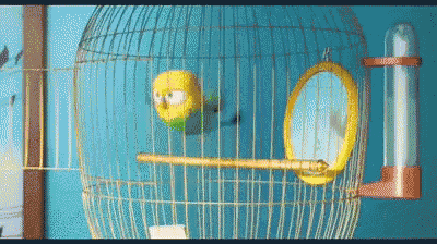 a bird in a cage with a mirror on the side