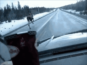 a deer is walking down a snowy highway next to a can of coca cola