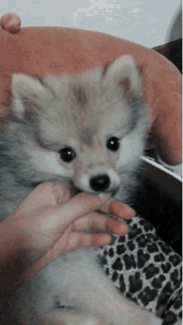 a small dog is being held by a person in a leopard print shirt