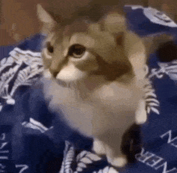 a cat is sitting on a bed with a blue blanket .