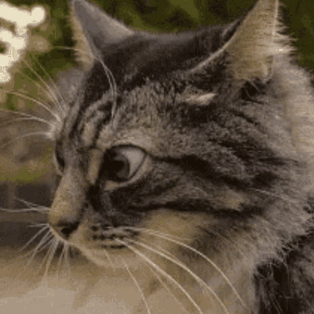 The Cat GIF - The Cat GIFs