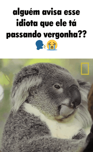 a picture of a koala bear with a caption that says " alguem avisa esse idiota que ele ta passando vergonha?? "
