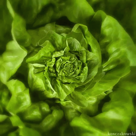 Salad Lettuce GIF - Salad Lettuce GIFs