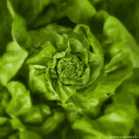 a close up of a green lettuce leaf with the name konczakowski on the bottom