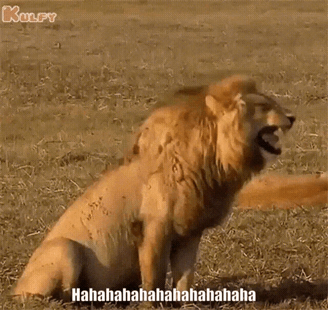 Laughing Hilarious GIF - Laughing Hilarious Lion GIFs