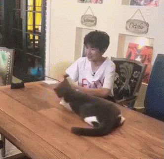 撸猫，猫咪，猫，王源 GIF - Pet Cat Wang Yuan Cat GIFs