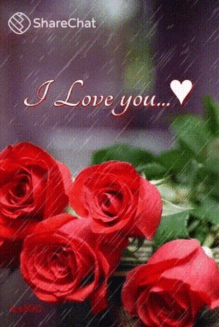 a bunch of red roses in the rain with the words i love you
