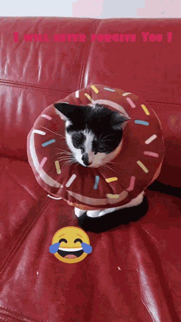 Kitten Donut GIF
