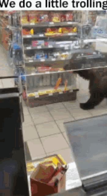 a bear is walking through a grocery store with a caption that says we do a little trolling