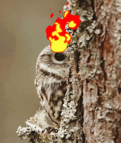 an owl with a flame coming out of its head