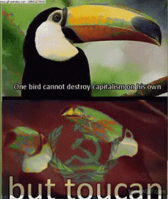 a picture of a toucan that says one bird cannot destroy capitalism on its own but toucan