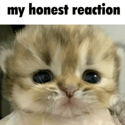 a close up of a cat 's face with the words my honest reaction below it