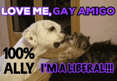 a picture of a dog and a cat with the words love me gay amigo 100 % ally i 'm a liberal