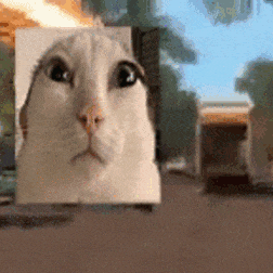 a close up of a cat 's face with a blurry background