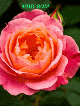 a close up of a pink rose with a green background that says " emo bam " on it