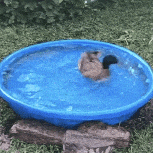 a duck is swimming in a small blue pool of water .