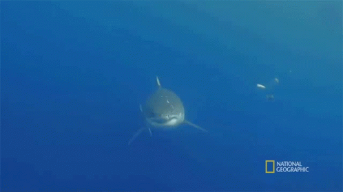 Hungry Most Wanted Sharks GIF - Hungry Most Wanted Sharks Investigating GIFs