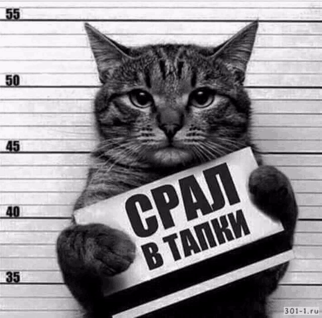 a cat is holding a sign that says ' cpaj b tapki ' on it