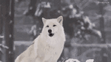 a white wolf is standing in the snow with its mouth open and looking at the camera .