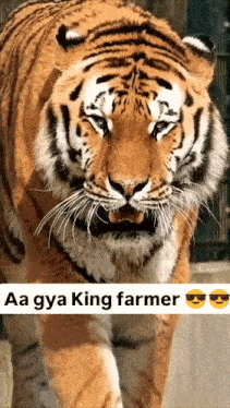 a picture of a tiger with the words aa gya king farmer below it