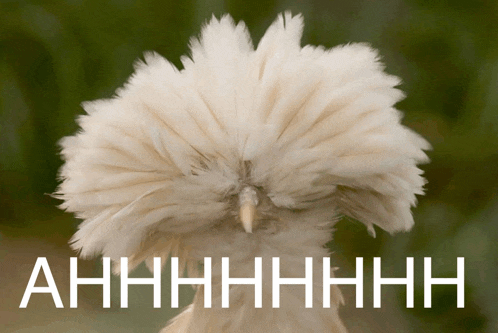 a bird with feathers on its head and the word ahhhh on the bottom right