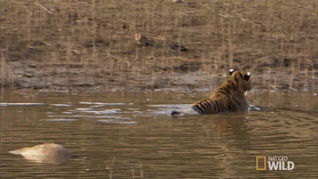 Off The Water Cubs Will Be Cubs GIF - Off The Water Cubs Will Be Cubs Secret Life Of Tigers GIFs