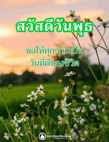 a picture of a field of flowers with a siambest review logo in the corner