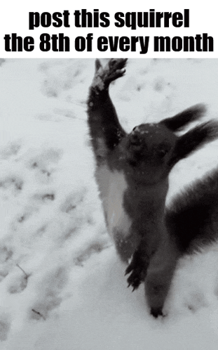 a black and white photo of a squirrel with the words post this squirrel the 8th of every month on the bottom