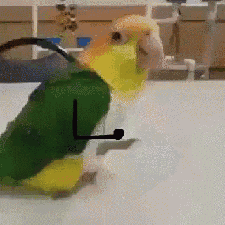 Parrot Funny GIF - Parrot Funny GIFs