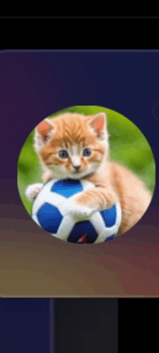 Ballincat43 GIF - Ballincat43 GIFs