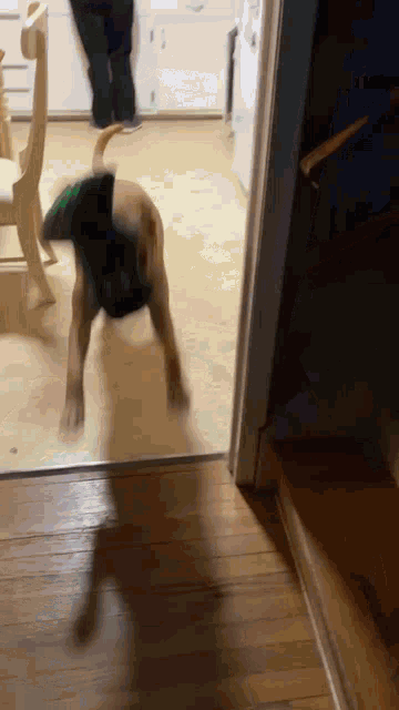 a dog wearing a shirt that says ' a ' on it