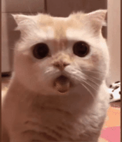 Kitten Togue GIF - Kitten Togue Cute GIFs