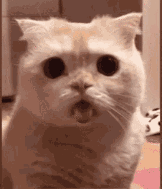 a close up of a cat with its mouth wide open