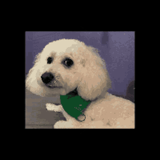 a small white poodle wearing a green bandana