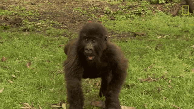 Clapping Protecting Orphaned Gorillas GIF - Clapping Protecting Orphaned Gorillas Mission Critical GIFs