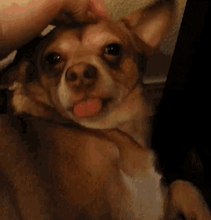 Dog Pet GIF - Dog Pet Tongue GIFs