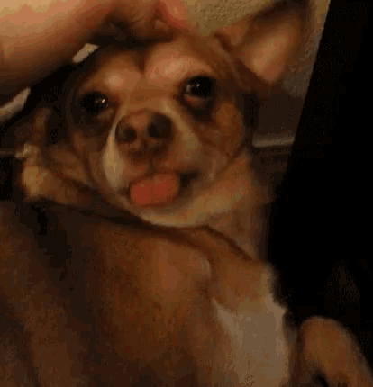 a person petting a brown dog with its tongue hanging out