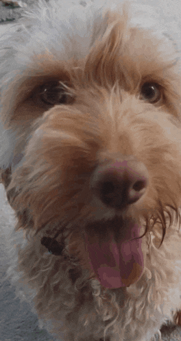 a close up of a brown and white dog with its tongue out