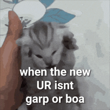 a kitten is being held in someone 's hand with a caption that says when the new ur isnt garp or boa