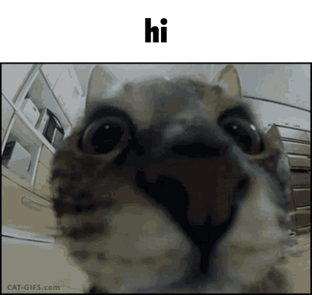 Hi Hello GIF - Hi Hello Hi Chat GIFs