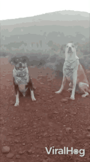 two dogs wearing bandanas are sitting on a dirt path .